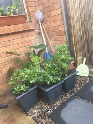 All Plants For Sale From 10 To 80 Make An Offer Plants Gumtree Australia Brisbane North West Arana Hills 1245124348