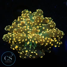 CS ORANGE YAEYAMAENSIS - WYSIWYG LIVE CORAL