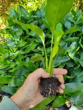 Orange Bird Of Paradise 3-Live Plants No Shipping to HI, PR