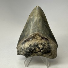 Megalodon Shark Tooth 3.61 Inch - Colorful - Authentic Fossil - Natural 20039