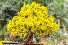 Apricot Bonsai Tree Seeds - 3 Large Seeds for Planting - Stunning Yellow Flowers