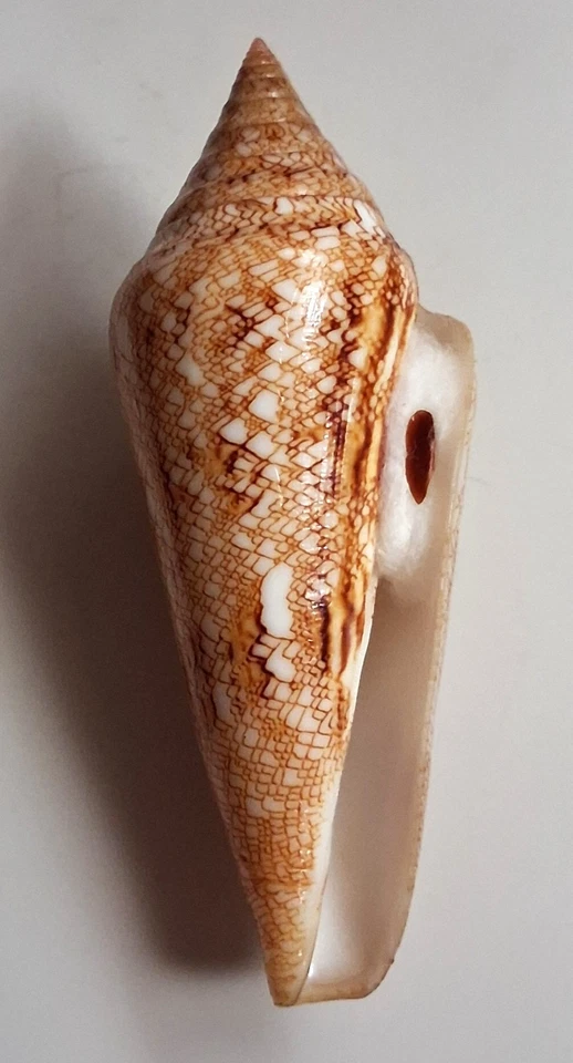 Sea shell Conus gloriamaris 89.1mm, F+, nice form, popular& RARE specimen,superb - Image 2 of 4