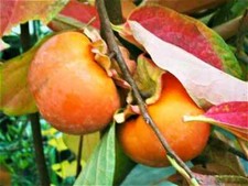Kakibaum / Kaki Sharonfrucht / Sharon Kaki-Frucht