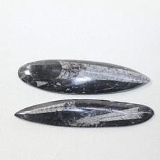 2 Orthoceras Fossils  #4423
