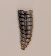 Large Nice Western Diamondback Rattlesnake Rattle 12-140