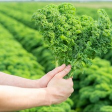 Green Kale Plug Plants "Grow Your Own" Vegetables **LETTERBOX FRIENDLY**