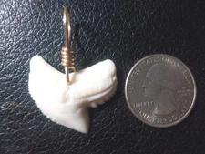 XX Large Tiger Shark Tooth Pendant With Hand Wrapped Gold Jewelers Wire