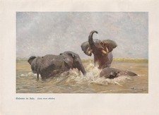 Elefanten im Bade Deutsch-Ostafrika KUNSTDRUCK von 1920 Wilhelm Kuhnert Afrika