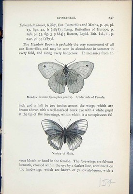 Old Meadow Brown Epinephele Janira männlich weiblich Schmetterlinge 1896 Lloyd 19.