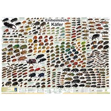 Bio-Poster Einheimische Käfer