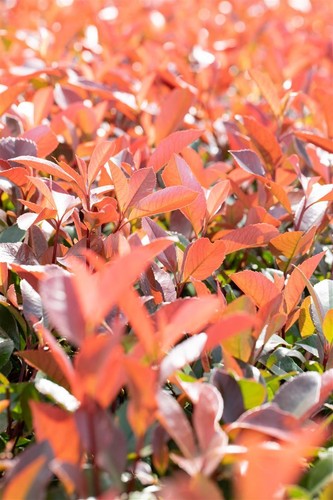 Photinia fraseri 'Red Robin', Glanzmispel, rot, 40–60 cm - Bild 6 von 14