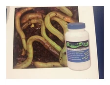 Legend Worm Glo Turns Live Worms Chartreuse 6oz. or 1.5 Lbs. Plastic Bottle