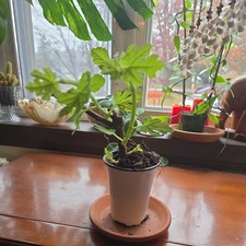 Black Mission Fig – Ficus Carica - Live Plant