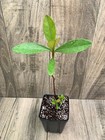 Psidium sp - "Creepy Little Monster" — photo 9