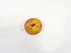 Bouchon du vase d'expansion du liquide de refroidissement
