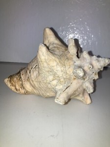 Conch Shell 6”