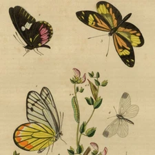 Butterflies Piérid decoration original watercolor engraving 19th century