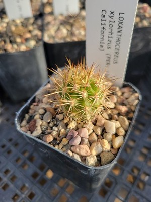Loxanthocereus (Cleistocactus) xylorhizus (with locality) (cactus - succulent...
