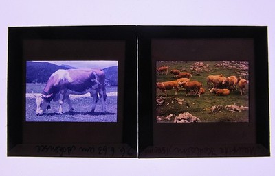 Kuh Kühe  auf der Alb Achensee Hochalm  zwei alte Dias 1963