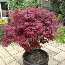 Japanese Purple Maple Tree in 9cm pot, Acer Palmatum Atropurpureum Plant