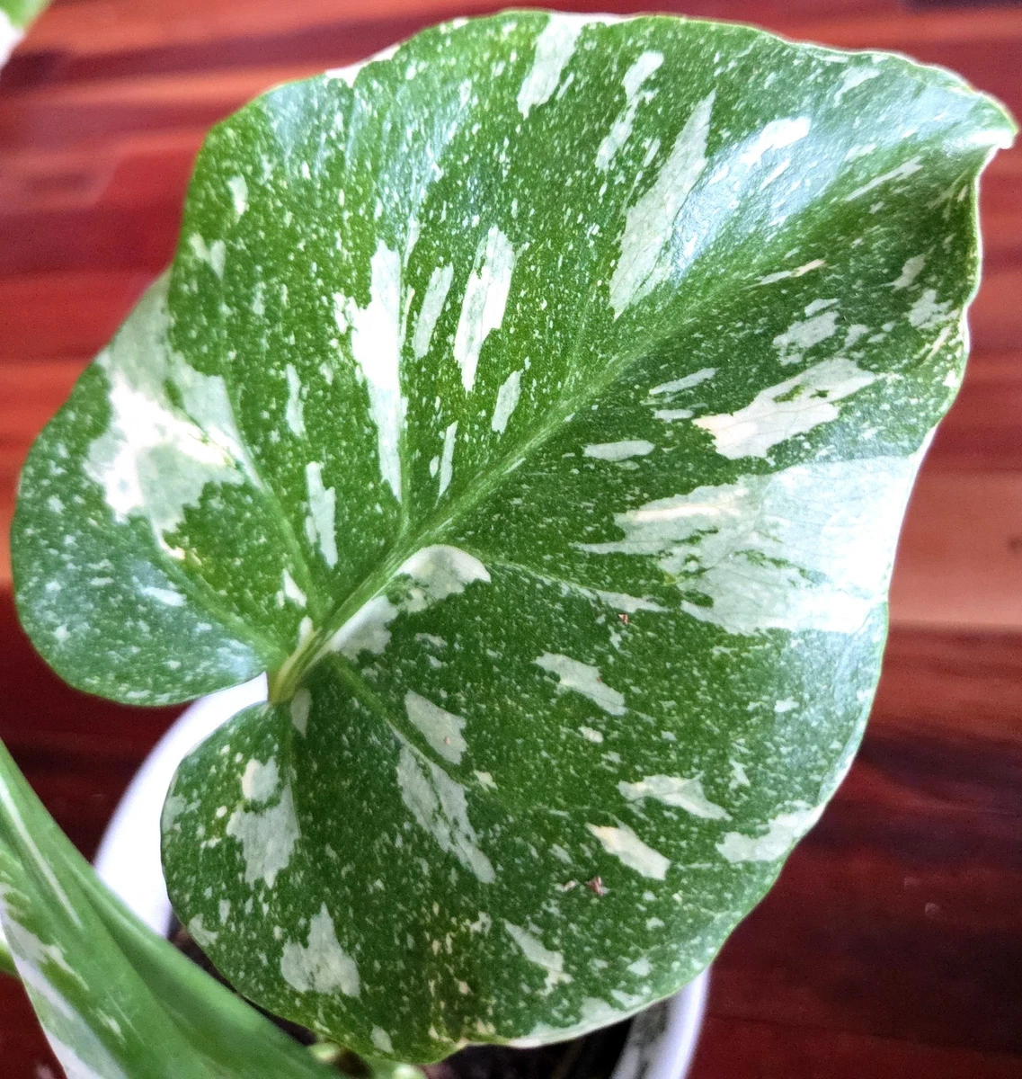 Monstera Neutral Medium Houseplants for sale | eBay