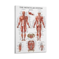 Vintage Muscular System Anatomical Chart - Human Muscle Anatomy Canvas Painting