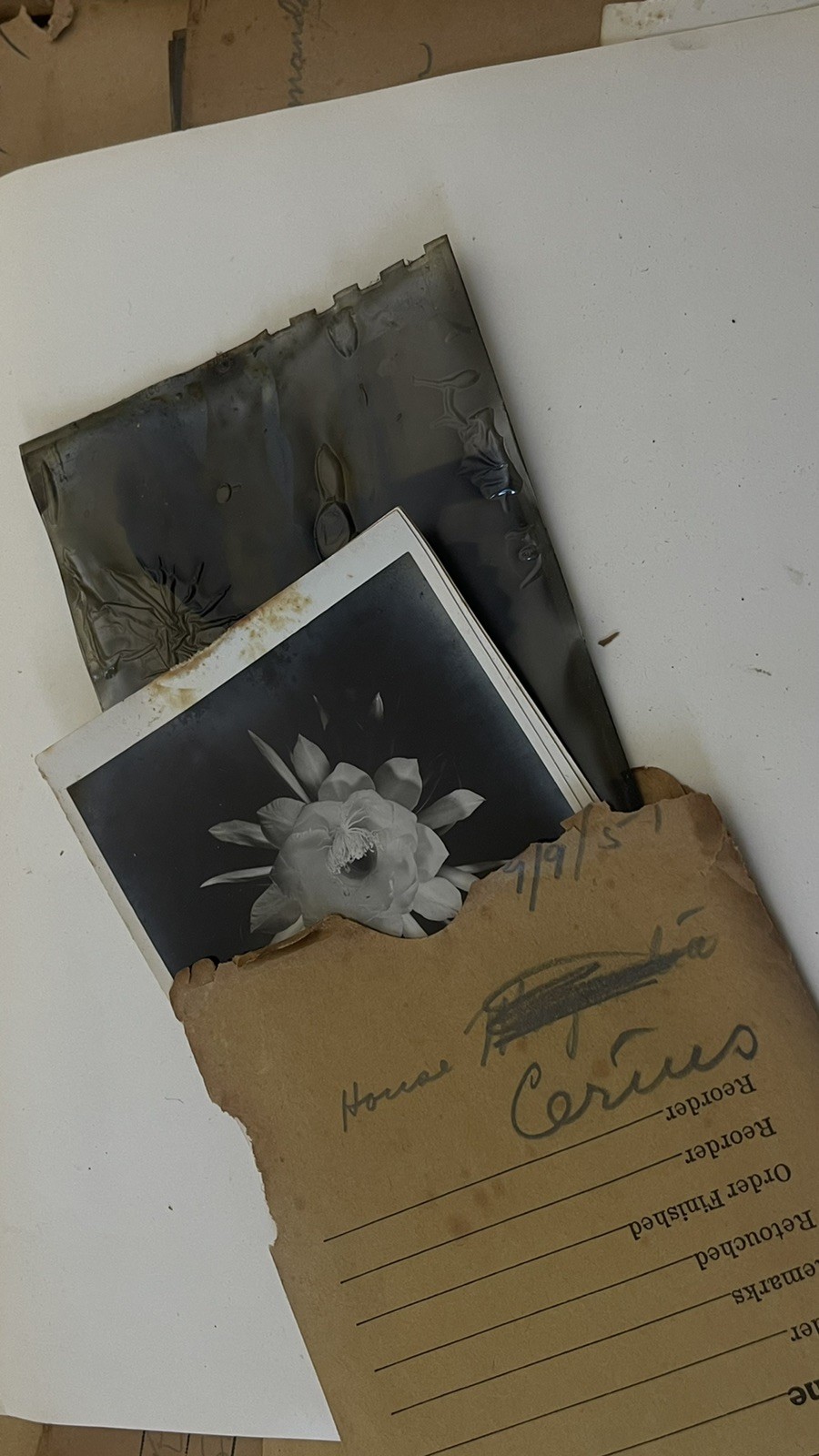 VTG Lot 4x5” Large Format 150+ B&W Photo Negatives Lot FLOWERS 1950s Damaged COA