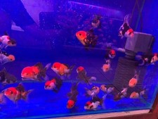 Goldfish, Tricolor Panda Goldfish, size 3-4 inches.