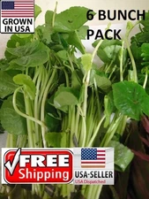 6 bunches Brazilian Pennywort plants Easy Aquarium aquascaping planted tank pond