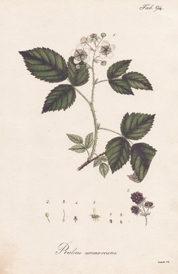 Brombeere blackberry Beere berry Blume flower Botanik botany lithograph 1826