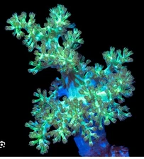 2-3” Frag Live Ultra Green Kenya Tree Coral Reef Tank Beginner Soft Coral