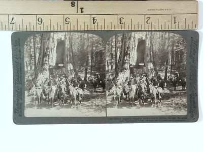 Stereoview Card Big Tree California Mammoth Grove by Underwood & Underwood