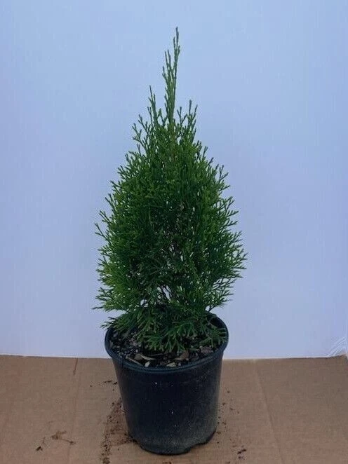 Thuja Evergreen Shrubs, Bushes&Hedges for sale | eBay