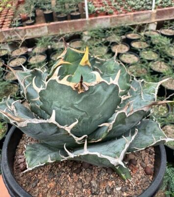 agave titanota White whale 白鯨 B 台湾輸入株！！