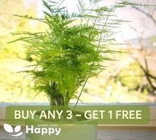 ASPARAGUS FERN 10 SEEDS - Asparagus setaceus plumosus nanus -
