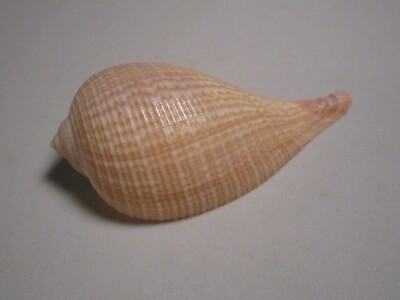 Ficus gracilis Sowerby, 1825 ''DEEP WATER'' (84.4mm)