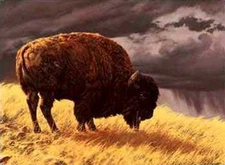 Greg Beecham Buffalo Open Edition