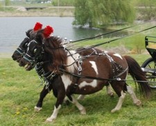 SINGLE Mini - Pony  DIAMOND Parade Harness