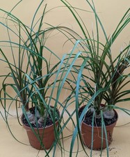 Beaucarnea Nolina Elefantenfuss 3er