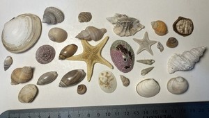 Alaska Shell Collection. Collected in SE Alaska. Mix of small shells and Inverts