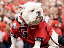 Uga Georgia Bulldog Football Season PARKING PASS 2026 ALL Home Gms Carlton Deck