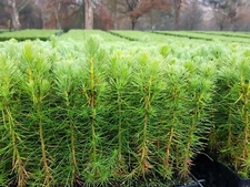 10 Japanese Black Thunbergii Pine Live Trees 5"- 10" Tall Seedling Great Bonsai