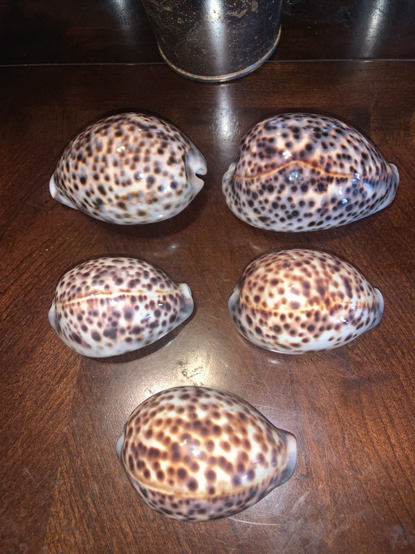Humpback Shells Lot Of 5 Beauties !!!