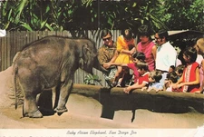 Postcard, San Diego Zoo, California, Baby Elephant