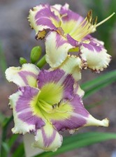 Pretty Day lily Imported Flower Bulbs Light Purple Pack of 2 bulbs