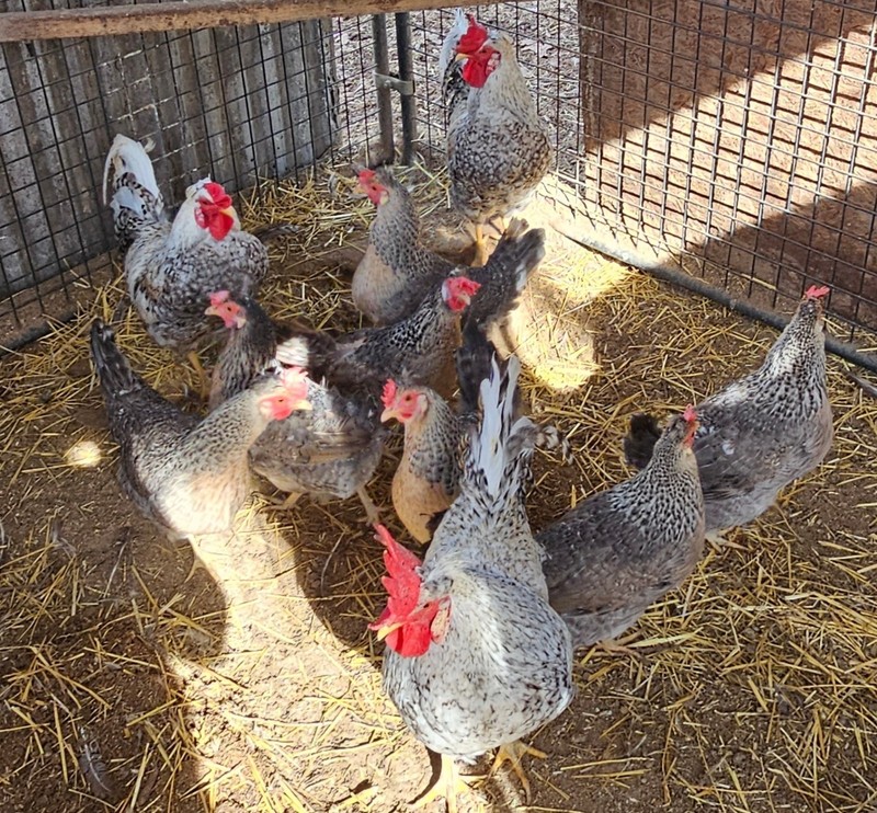 6 CRESTED CREAM LEGBAR HATCHING EGGS 🐣Extras Are Included *READ DESCRIPTION *
