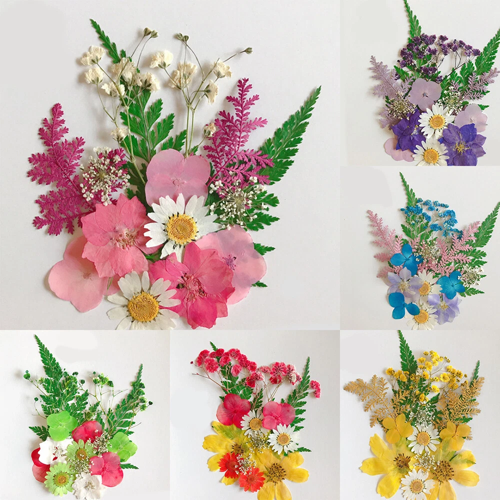 Natural Pressed Dried Flowers for Epoxy Resin Art Craft Pendant