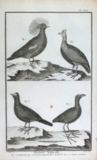 Guinea Fowl Pheasant Hokko Chicken Purple Chicken Pheasant Guinea Fowl Faisan Poule