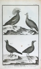 Guinea Fowl Pheasant Hokko Chicken Purple Chicken Pheasant Guine Fowl Faisan Poule