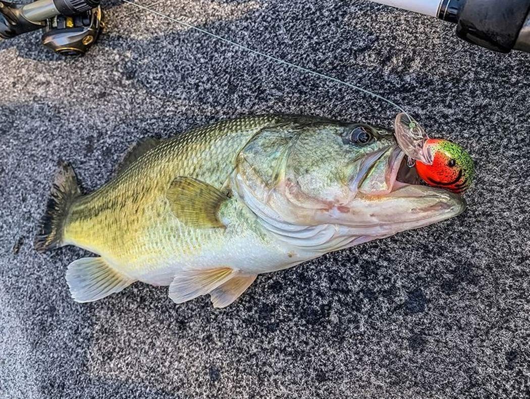 Series 200 Crankbait Bass Fishing Lures, Fishing Accessories, Dives to 8-feet... - Image 2